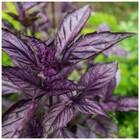 Sementes De Manjericão Toscano (roxo) Isla