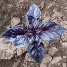 Sementes De Manjericão Toscano (roxo) Isla