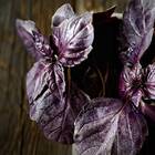 Sementes De Manjericão Toscano (roxo) Isla