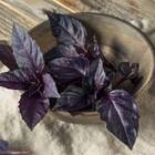 Sementes De Manjericão Toscano (roxo) Isla