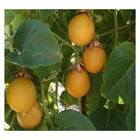 Sementes De Maracujá Azedo Amarelo Feltrin