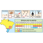 Sementes De Maracujá Redondo Amarelo Pcte C/ 50 Gramas