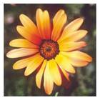 Sementes De Margarida Africana [sortida] Feltrin