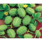 Sementes De Maxixe Do Norte Pcte C/ 100 Gramas