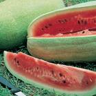 Sementes De Melancia Charleston Gray Topseed