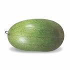 Sementes De Melancia Charleston Gray Topseed