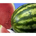 Sementes De Melancia Crimson Select Hollar Pcte C/ 500 Gramas