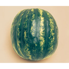 Sementes De Melancia Crimson Sweet Pcte C/ 500 Gramas