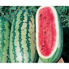 Sementes De Melancia Fairfax Pcte C/ 100 Gramas