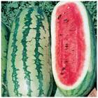 Sementes De Melancia Fairfax Topseed