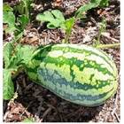 Sementes De Melancia Fairfax Topseed