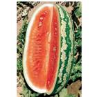 Sementes De Melancia Fairfax Topseed