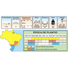 Sementes De Melancia Sugar Baby Pcte C/ 100 Gramas