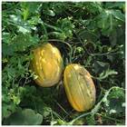 Sementes De Melão Caipira (gaúcho) Topseed