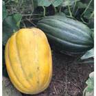 Sementes De Melão Caipira (gaúcho) Topseed