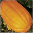 Sementes De Melão Gaúcho Comprido Feltrin