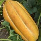 Sementes De Melão Gaúcho Comprido Feltrin