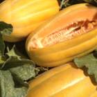 Sementes De Melão Gaúcho Comprido Feltrin