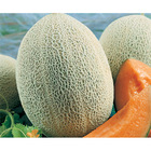 Sementes De Melão Hale's Best Jumbo Pcte C/ 100 Gramas