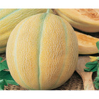 Sementes De Melão Redondo Gaúcho Pcte C/ 100 Gramas