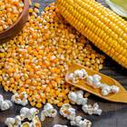 Sementes De Milho De Pipoca Blueline Topseed