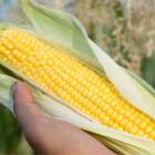 Sementes De Milho Doce Azteca Blueline Topseed