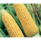 Sementes De Milho Doce Azteca M-3 Pcte C/ 100 Gramas