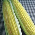 Sementes De Milho-doce Super Doce Confeito (500g) Super Isla