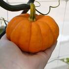 Sementes De Mini Abóbora Joaquina Feltrin