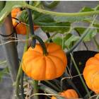 Sementes De Mini Abóbora Joaquina Feltrin