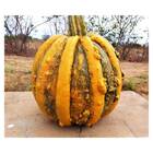 Sementes De Mogango Enrugado Barão Isla