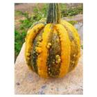 Sementes De Mogango Enrugado Barão Isla