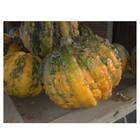 Sementes De Mogango Enrugado Barão Isla