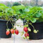 Sementes De Morango Ornamental Env. C/ 500mg