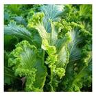 Sementes De Mostarda Crespa Isla