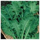 Sementes De Mostarda Crespa Topseed