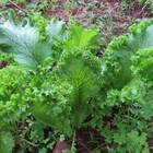 Sementes De Mostarda Crespa Topseed