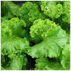 Sementes De Mostarda Crespa Topseed