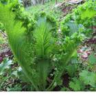 Sementes De Mostarda Crespa Topseed