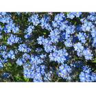 Sementes De Myosotis Índigo [azul] Topseed