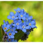 Sementes De Myosotis Índigo [azul] Topseed