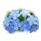 Sementes De Myosotis Índigo [azul] Topseed