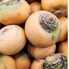 Sementes de Nabo (Gota Amarela) ISLA