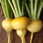 Sementes de Nabo (Gota Amarela) ISLA