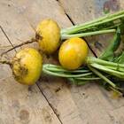 Sementes de Nabo (Gota Amarela) ISLA