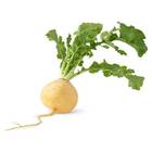 Sementes de Nabo (Gota Amarela) ISLA