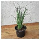 Sementes De Nirá [alho Japonês] Feltrin