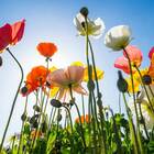 Sementes De Papoula Excelsior (sortida) Topseed