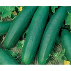 Sementes De Pepino Aodai Pcte C/ 250 Gramas