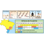 Sementes De Pepino Aodai Pcte C/ 250 Gramas